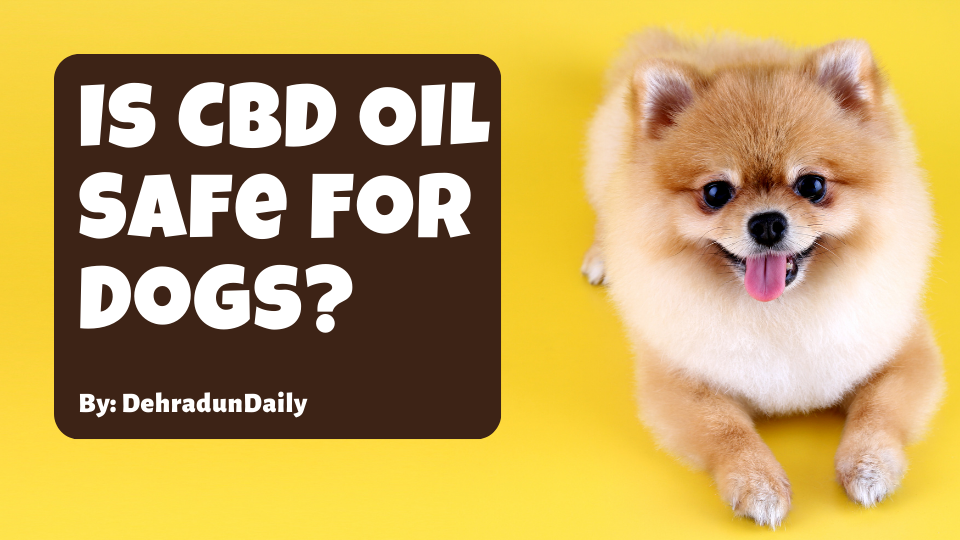 Is CBD Oil Safe For Dogs?